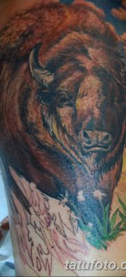 фото тату буйвол от 16.04.2018 №041 — Buffalo Tattoo — tatufoto.com