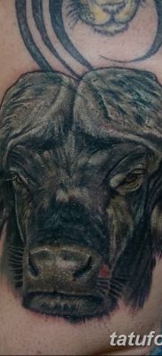 фото тату буйвол от 16.04.2018 №062 — Buffalo Tattoo — tatufoto.com