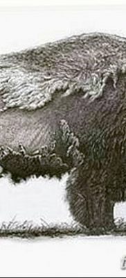 фото тату буйвол от 16.04.2018 №064 — Buffalo Tattoo — tatufoto.com