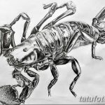 фото эскиз тату скорпион от 24.04.2018 №005 - sketch of a scorpion tattoo - tatufoto.com