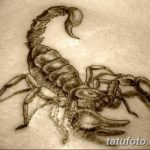 фото эскиз тату скорпион от 24.04.2018 №006 - sketch of a scorpion tattoo - tatufoto.com