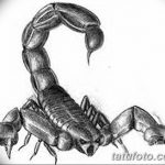 фото эскиз тату скорпион от 24.04.2018 №076 - sketch of a scorpion tattoo - tatufoto.com