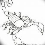 фото эскиз тату скорпион от 24.04.2018 №080 - sketch of a scorpion tattoo - tatufoto.com