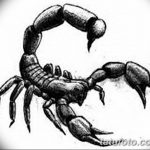 фото эскиз тату скорпион от 24.04.2018 №086 - sketch of a scorpion tattoo - tatufoto.com