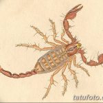 фото эскиз тату скорпион от 24.04.2018 №094 - sketch of a scorpion tattoo - tatufoto.com