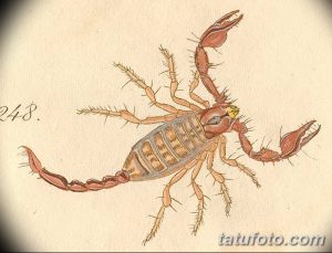 Старинный эскиз татуировки скорпиона, выполненный в технике акварели. Подходит для любителей винтажного стиля.