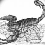 фото эскиз тату скорпион от 24.04.2018 №102 - sketch of a scorpion tattoo - tatufoto.com