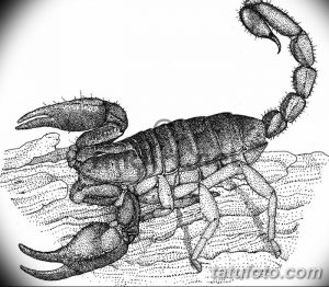 Фото тату скорпиона, выполненного в технике dotwork. Рисунок состоит из множества точек, создающих эффект объема и текстуры.