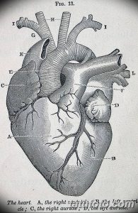 Старинный медицинский рисунок сердца, выполненный в технике гравюры. Детализированное изображение с подписями на латыни.