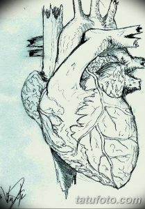 Эскиз татуировки: анатомически точное изображение сердца, выполненное в черно-белой графике, символизирующее жизнь и эмоции.