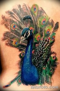 фото тату перо павлина от 26.06.2018 №015 - tattoo peacock feather - tatufoto.com