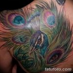 фото тату перо павлина от 26.06.2018 №040 - tattoo peacock feather - tatufoto.com