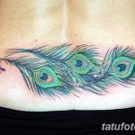 фото тату перо павлина от 26.06.2018 №056 - tattoo peacock feather - tatufoto.com