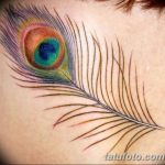 фото тату перо павлина от 26.06.2018 №057 - tattoo peacock feather - tatufoto.com