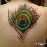 фото тату перо павлина от 26.06.2018 №251 - tattoo peacock feather - tatufoto.com