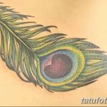 фото тату перо павлина от 26.06.2018 №259 - tattoo peacock feather - tatufoto.com
