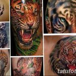 фото татуировка оскал тигра от 01.06.2018 №093 - tiger tattoo - tatufoto.com