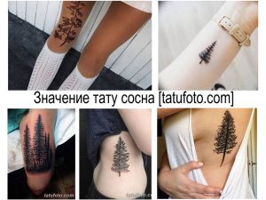 Фото тату: коллаж из нескольких изображений татуировок сосен разных размеров и стилей, расположенных на разных частях тела.