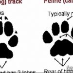 Эскизы тату кошачьи следы от 31.07.2018 №021 - Sketches tattoo cat tracks - tatufoto.com