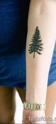 фото тату сосна от 31.07.2018 №004 — tattoo pine — tatufoto.com