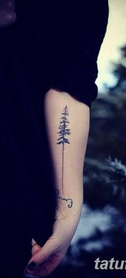 фото тату сосна от 31.07.2018 №015 — tattoo pine — tatufoto.com