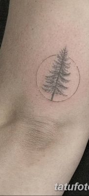 фото тату сосна от 31.07.2018 №017 — tattoo pine — tatufoto.com