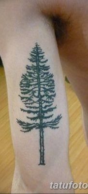 фото тату сосна от 31.07.2018 №080 — tattoo pine — tatufoto.com
