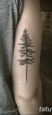 фото тату сосна от 31.07.2018 №090 — tattoo pine — tatufoto.com