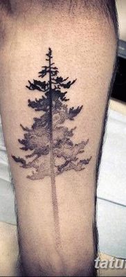 фото тату сосна от 31.07.2018 №093 — tattoo pine — tatufoto.com