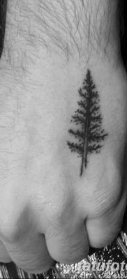 фото тату сосна от 31.07.2018 №095 — tattoo pine — tatufoto.com