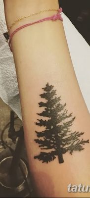 фото тату сосна от 31.07.2018 №099 — tattoo pine — tatufoto.com