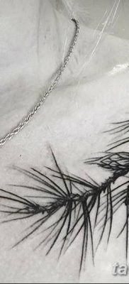 фото тату сосна от 31.07.2018 №109 — tattoo pine — tatufoto.com