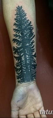 фото тату сосна от 31.07.2018 №117 — tattoo pine — tatufoto.com