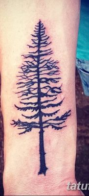 фото тату сосна от 31.07.2018 №119 — tattoo pine — tatufoto.com