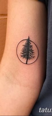 фото тату сосна от 31.07.2018 №123 — tattoo pine — tatufoto.com
