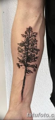 фото тату сосна от 31.07.2018 №124 — tattoo pine — tatufoto.com