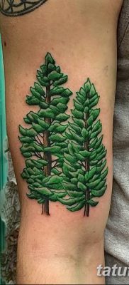 фото тату сосна от 31.07.2018 №127 — tattoo pine — tatufoto.com