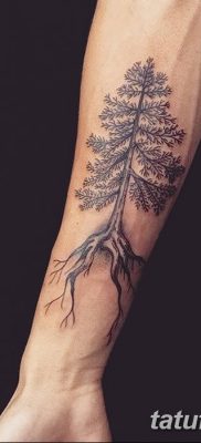фото тату сосна от 31.07.2018 №136 — tattoo pine — tatufoto.com