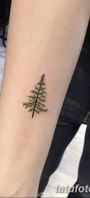 фото тату сосна от 31.07.2018 №157 — tattoo pine — tatufoto.com