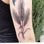 Фото тату колос пшеницы от 07.08.2018 №014 - tattoos ear of wheat - tatufoto.com