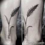 Фото тату колос пшеницы от 07.08.2018 №063 - tattoos ear of wheat - tatufoto.com