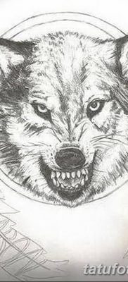 Фото тату волк и перо от 21.09.2018 №074 — tattoo wolf and feather — tatufoto.com