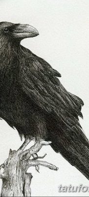 Фото тату ворон от 15.09.2018 №187 — raven tattoos — tatufoto.com