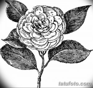 Фото эскизы тату камелия от 18.09.2018 №008 - sketches of camellia tattoos - tatufoto.com