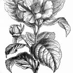 Фото эскизы тату камелия от 18.09.2018 №014 - sketches of camellia tattoos - tatufoto.com