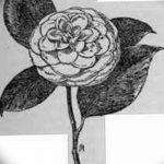 Фото эскизы тату камелия от 18.09.2018 №026 - sketches of camellia tattoos - tatufoto.com