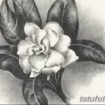 Фото эскизы тату камелия от 18.09.2018 №044 - sketches of camellia tattoos - tatufoto.com