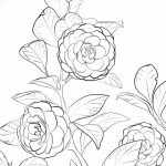 Фото эскизы тату камелия от 18.09.2018 №054 - sketches of camellia tattoos - tatufoto.com