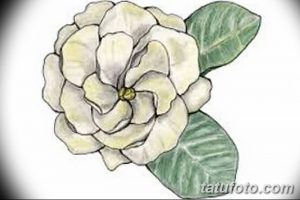 Фото эскизы тату камелия от 18.09.2018 №055 - sketches of camellia tattoos - tatufoto.com