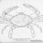Animal - curiosity - black and white - crab